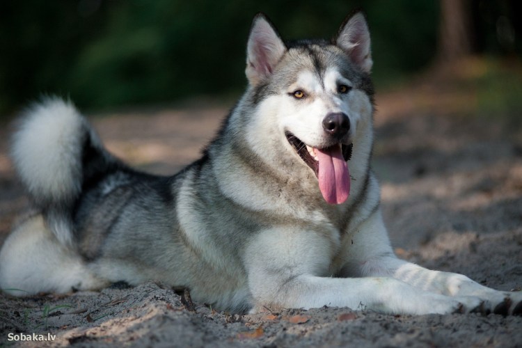 Западно Сибирская лайка