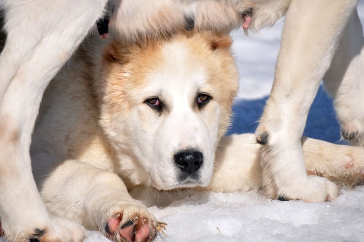 Среднеазиатская овчарка лайка