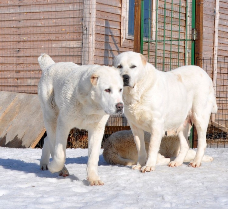 Собака Западносибирская лайка