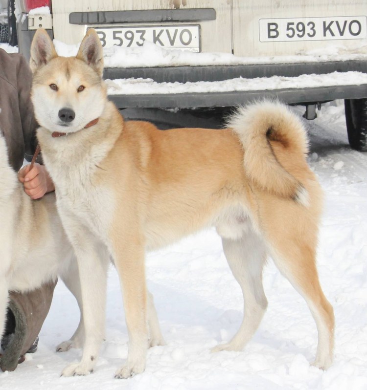 Щенки среднеазиатской овчарки с розовым носом