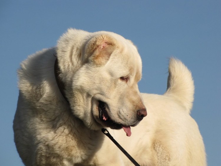 Лайка Среднеазиатская щенок