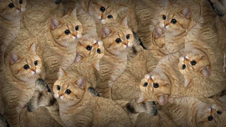 Смешные котята