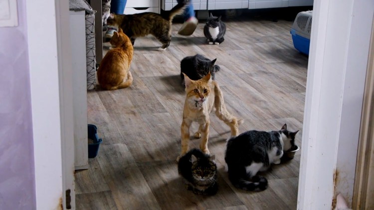 Много котов