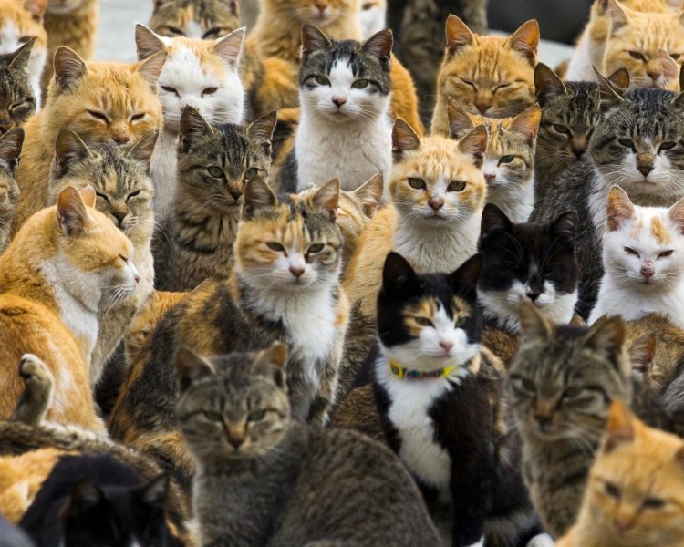 Кэт УОЛЛЕСCAT Stone