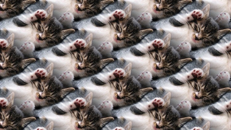 Беспородные котята