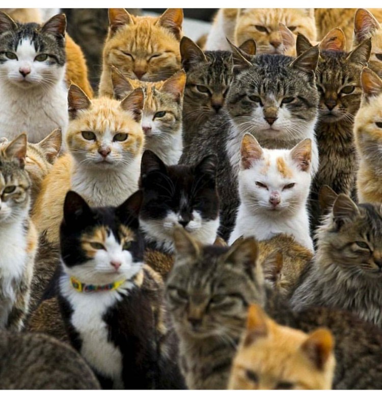 Много котят разных пород