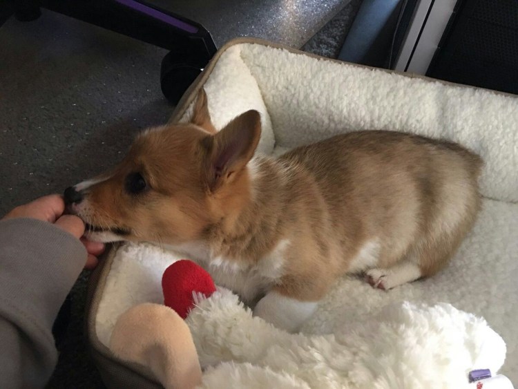 Корги Мартин