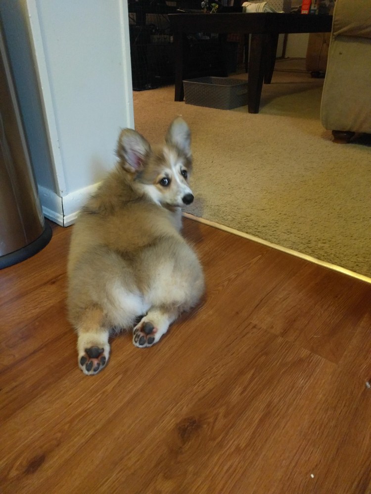 Вельш корги линька