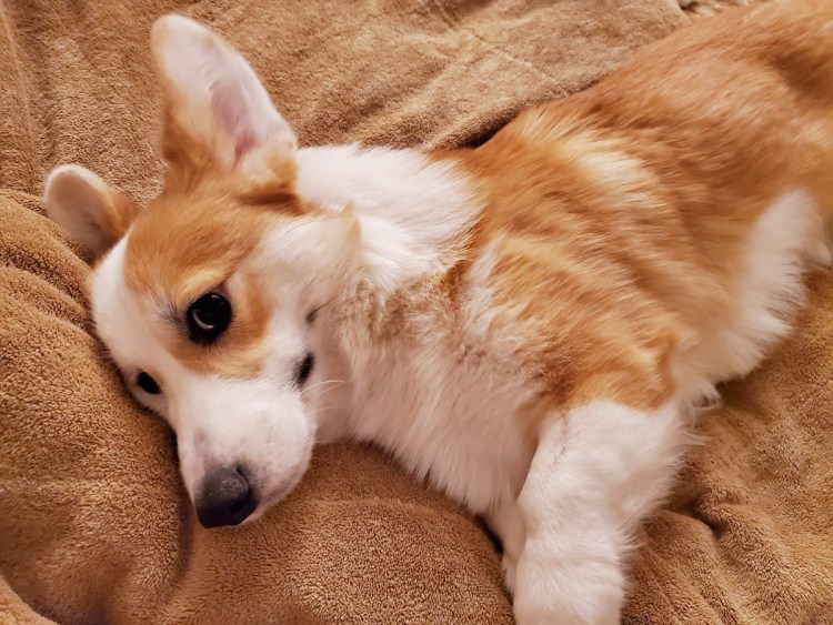 Вельш-коргов пемброков