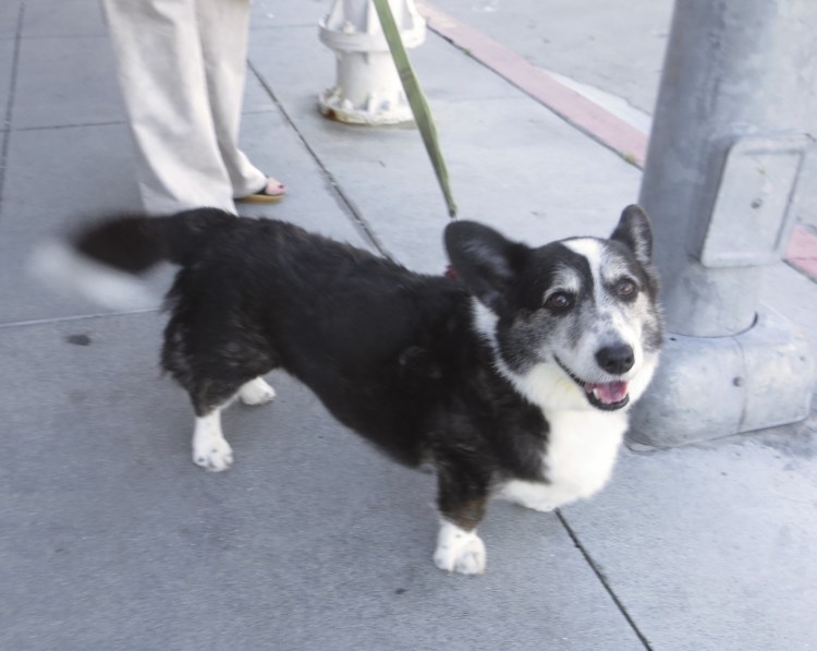 Корги черно серый