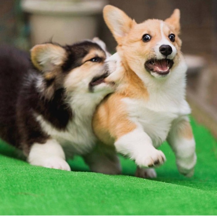 Корги Клаус