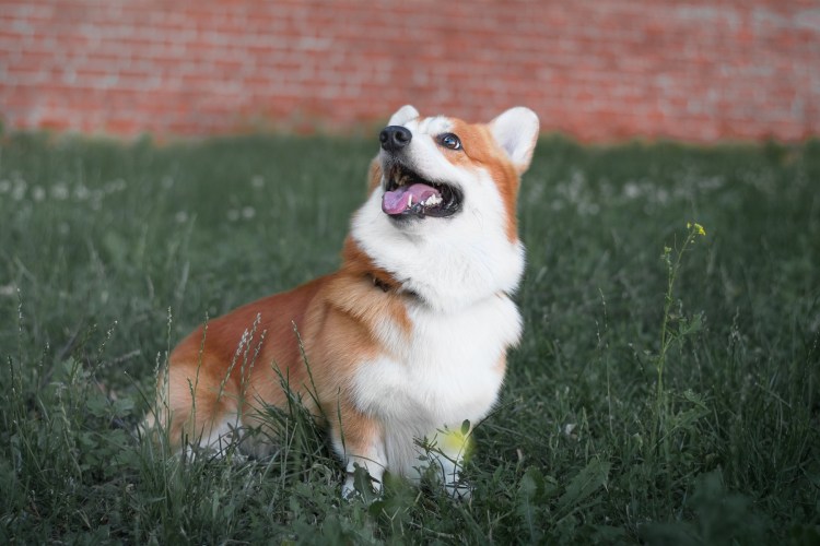 Взросление корги