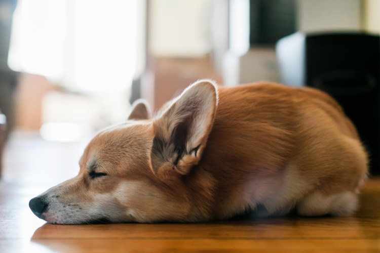 Собака вельш корги пемброк