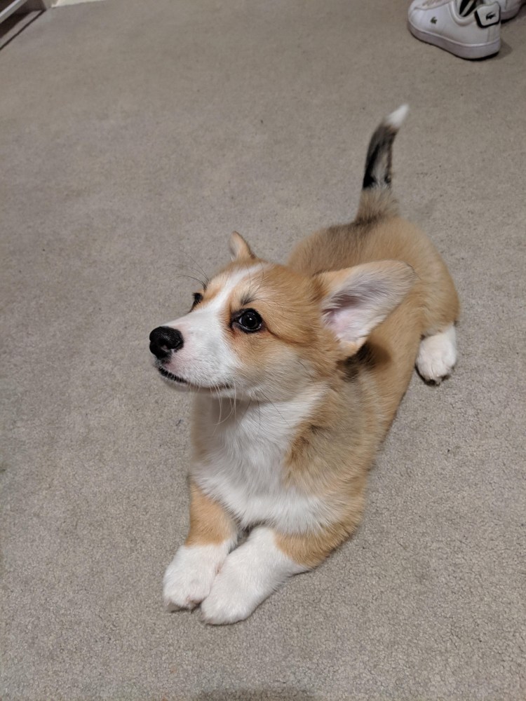 Корги хаски+корги