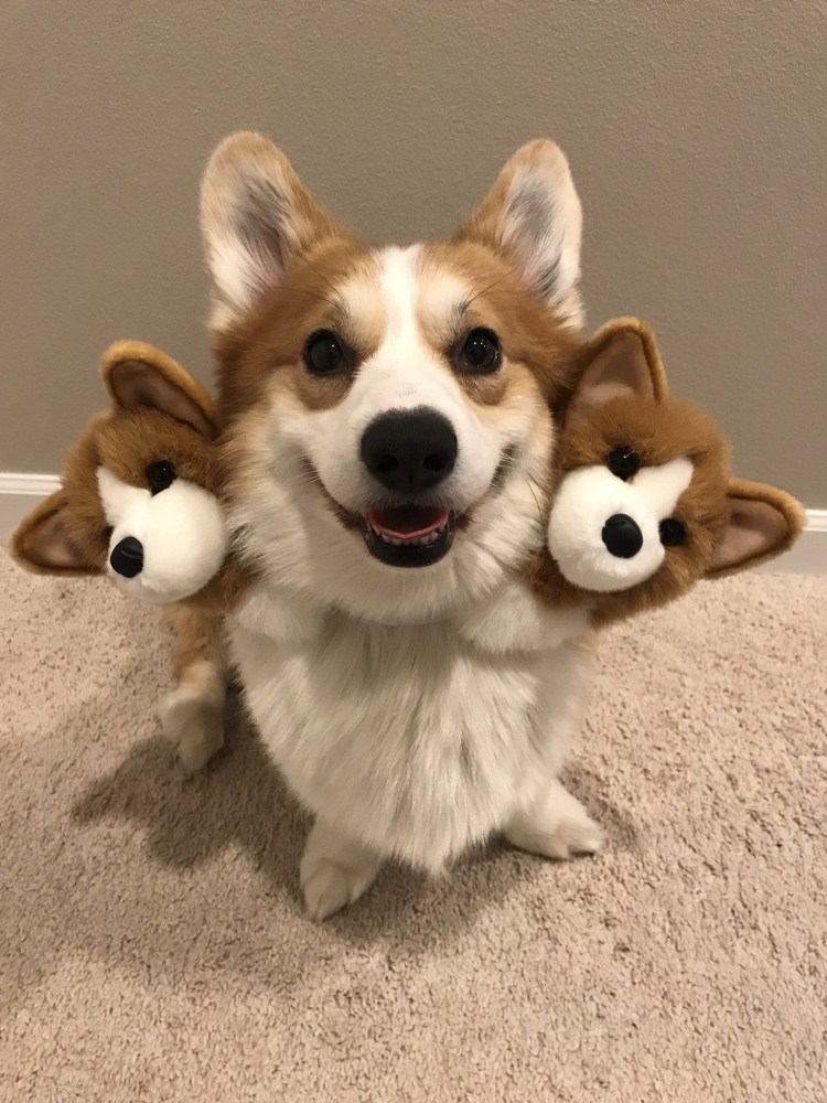 Кожуховский приют корги