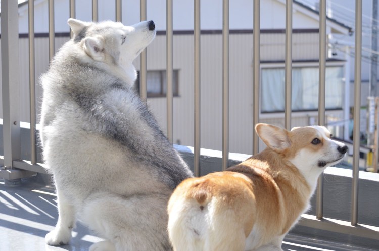 Корги Израиль