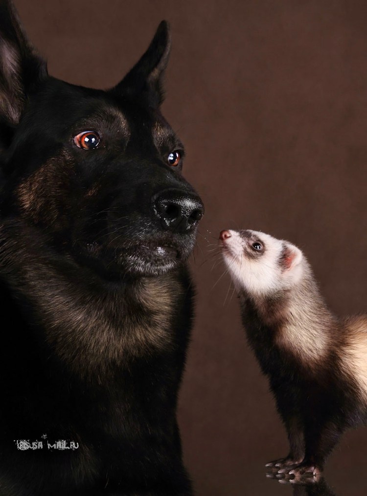 Собака корги рыгает