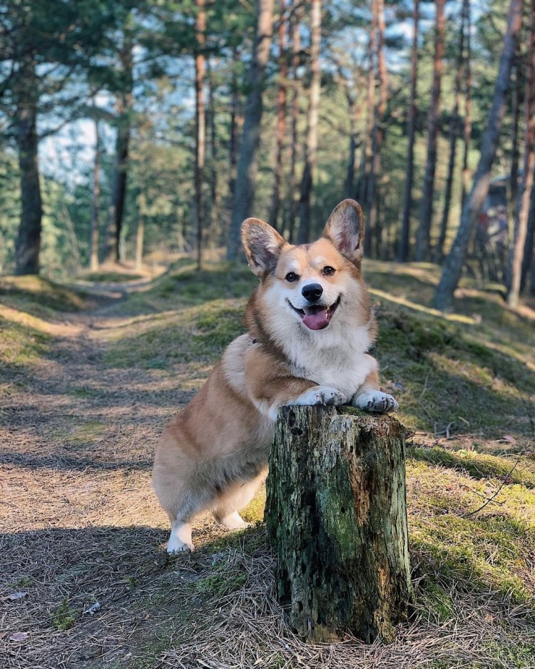 Забавные животные для поднятия настроения