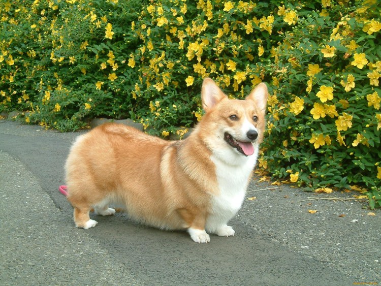 Вельш корги кардиган