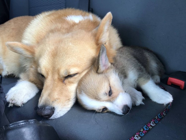 Корги мать с щенками