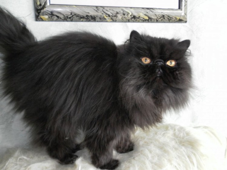 Черная шиншилла кошка