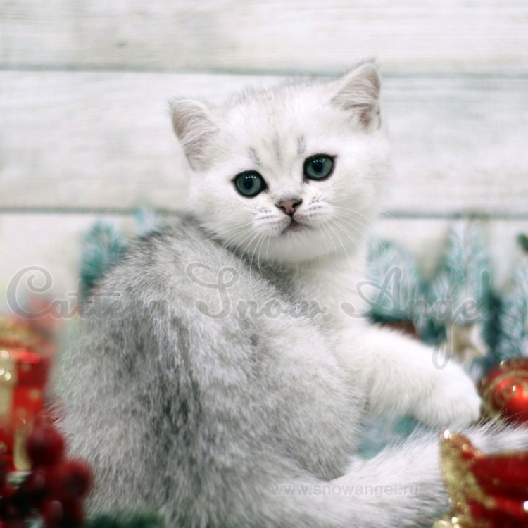 Персидская серебристая шиншилла