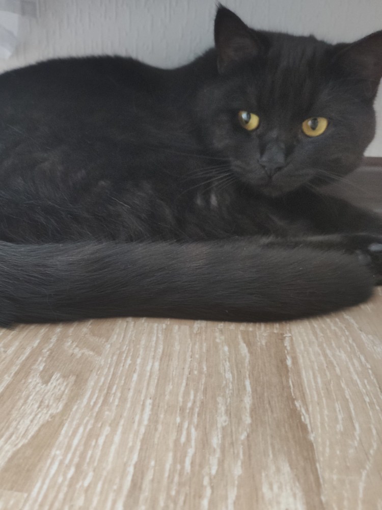 Британская шиншилла