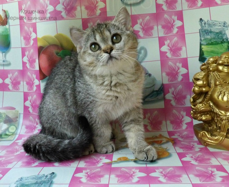 Сибирская шиншилла кот