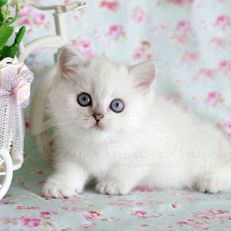 Британец черно белый