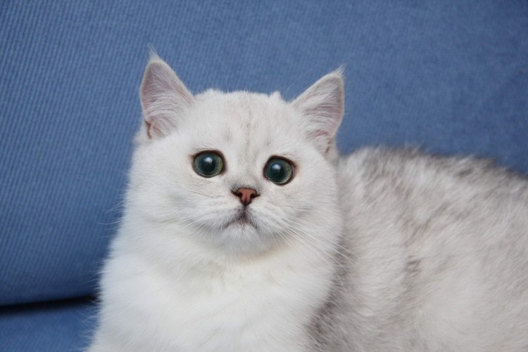 Британская шиншилла ni13