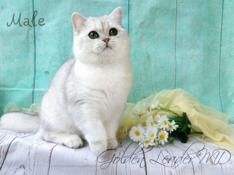 Мраморная шиншилла кошка