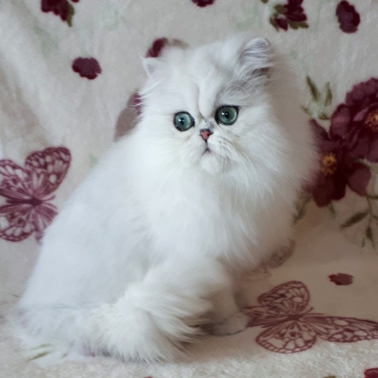 Шиншилла белая