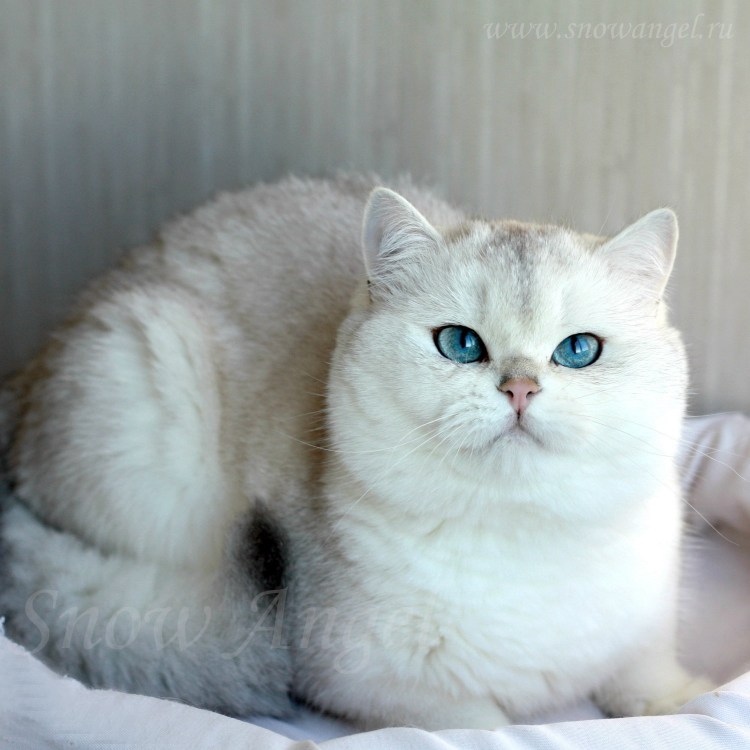 Ангорская шиншилла кошка