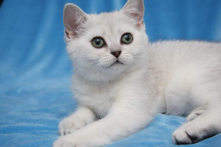 Мусорные шиншиллы кошки