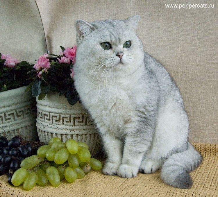 Черная Золотая тикированная шиншилла