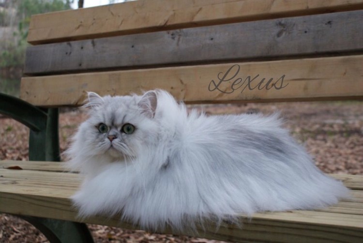 Британская короткошёрстная шиншилла