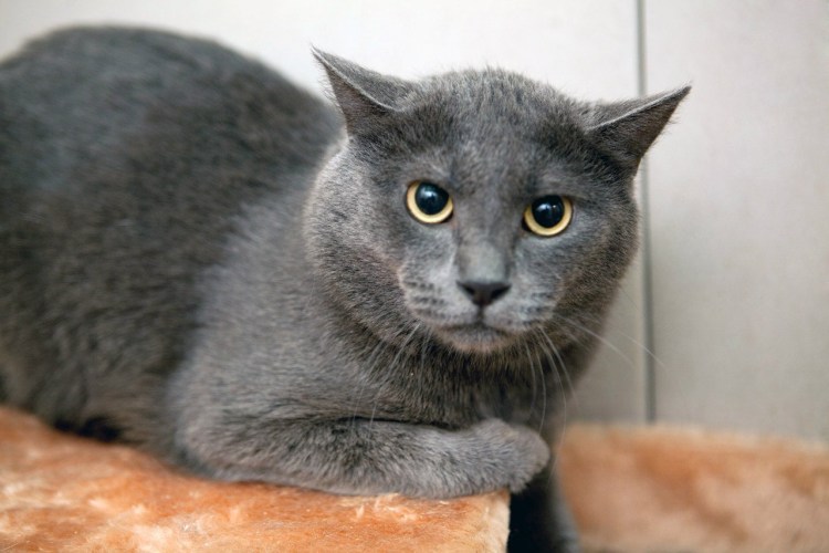 Британский кот метис