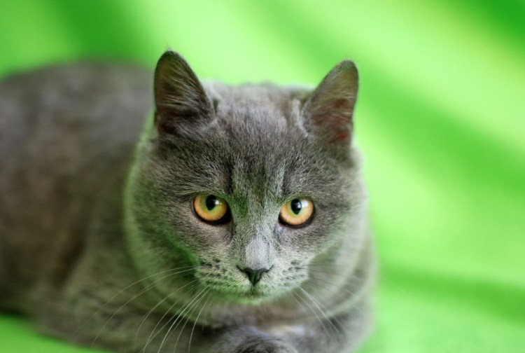 Британская голубая кошка метис