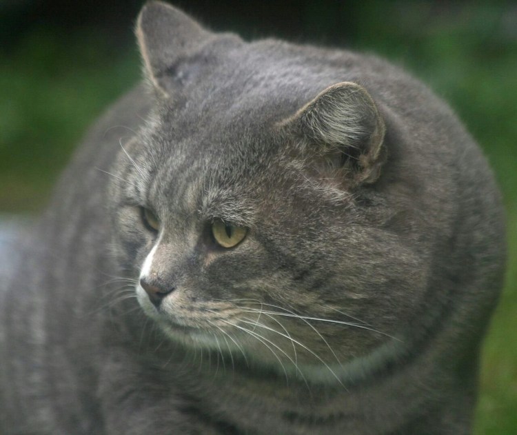 Коты метисы с британцами