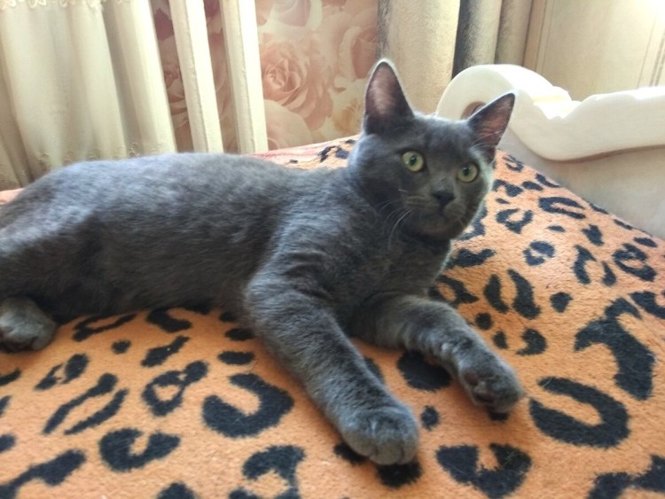 Голубая МАУ метис