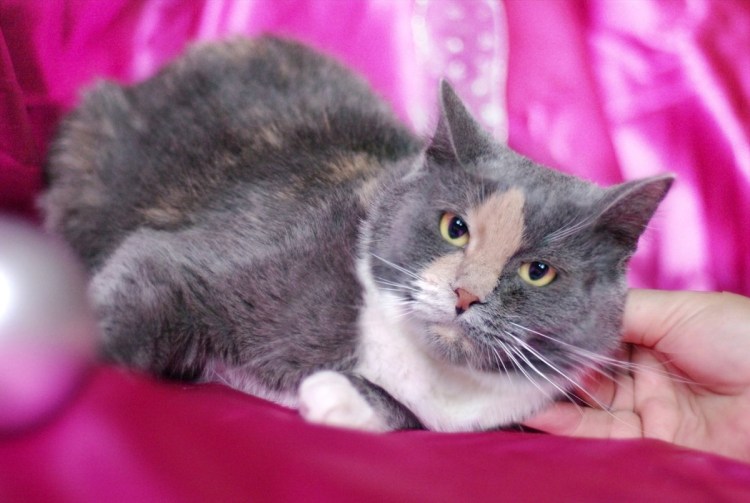 Кошка метис британца