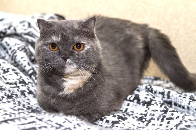 Метис британской кошки и обычного