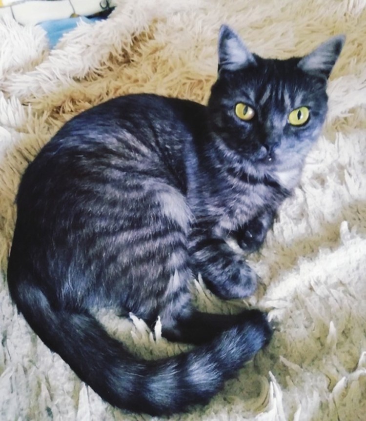 Британские котята метисы