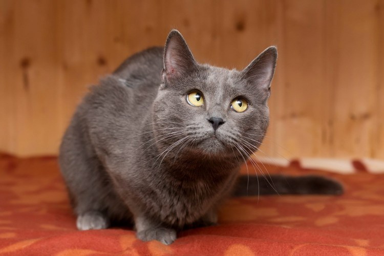 Метис британской кошки