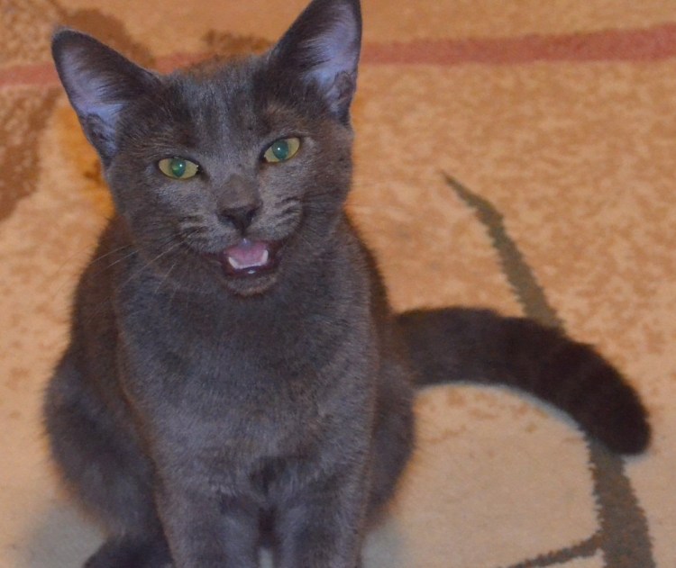 Шотландская вислоухая кошка помесь