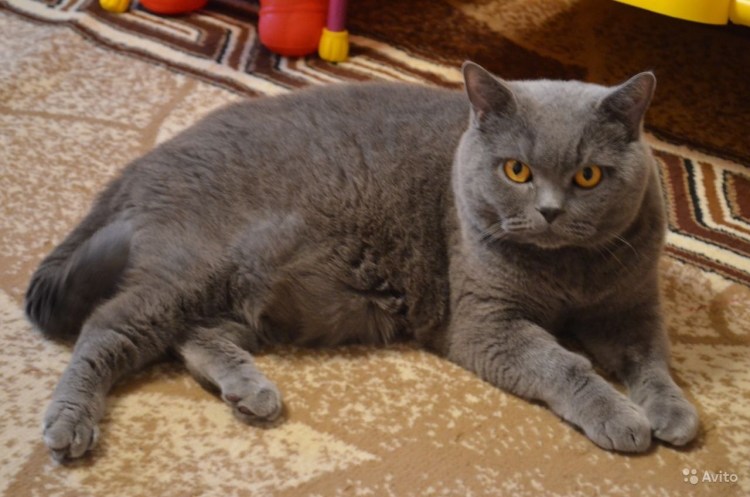 Шотландская вислоухая кошка метис