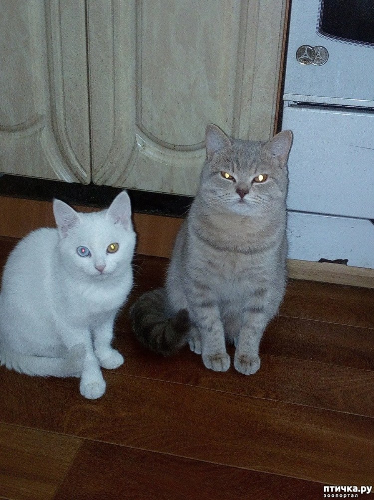 Метис шотландской и обычной кошки