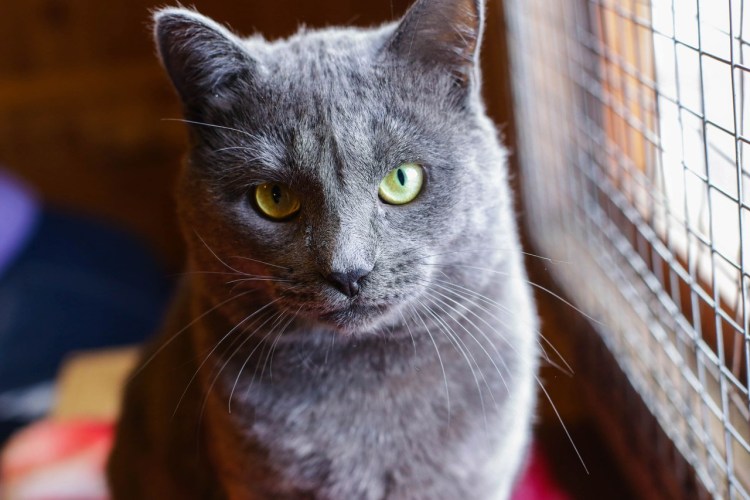 Метис британца серый