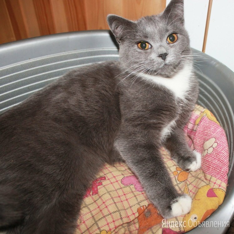 Метис британской кошки