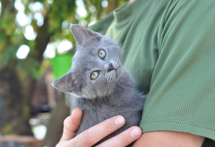 Британская кошка помесь